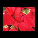 Holly Point Poinsettia Postcard