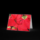 Holly Point Poinsettias Card