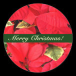 Holly Point Poinsettias Christmas Sticker