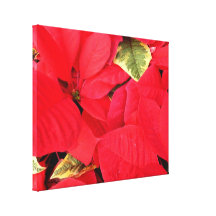 Holly Point Poinsettias Holiday Canvas Print