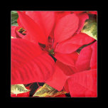 Holly Point Poinsettias Magnet