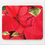 Holly Point Poinsettias Mousepad