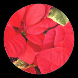 Holly Point Poinsettias Sticker