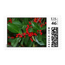 Holly Postage stamps