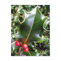 Holly Postcard postcards