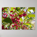 Holly Print