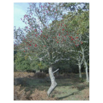 holly tree in New Forest letterhead