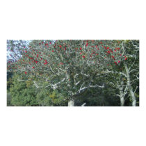 holly tree in New Forest photo cards