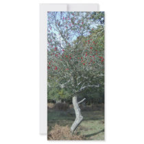 holly tree in New Forest rack cards