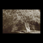 Holly Tree - Sepia canvas prints