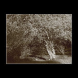 Holly Tree - Sepia postcards