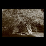 Holly Tree - Sepia posters