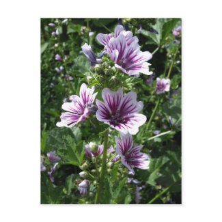 Hollyhock postcard