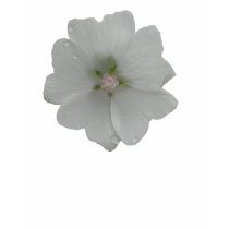 hollyhock tshirt