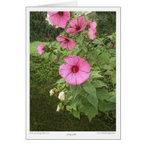 Hollyhocks cards by susanreynolds Hollyhocks cards