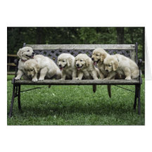 Holly's Half Dozen bench photo card