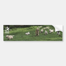 Holly's Half Dozen romp bumper sticker