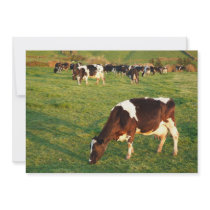 Holstein cattle announcement