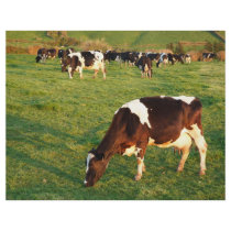 Holstein cattle flyers