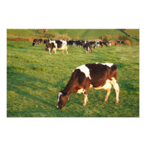 Holstein cattle photo art