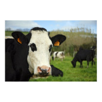 Holstein cattle posters