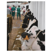 Holstein cattle show personalized flyer