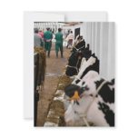 Holstein cattle show invites