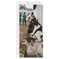 Holstein cattle show custom rack card