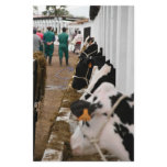 Holstein cattle show stationery
