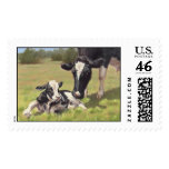 Holstein cow and calf postage stamp