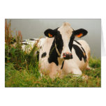 Holstein cow cards