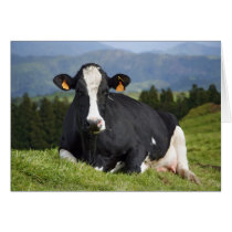 Holstein cow greeting card