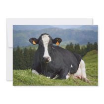 Holstein cow invites