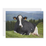 Holstein cow invites