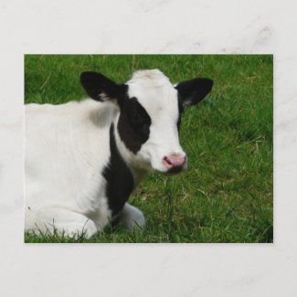 Holstein Cow on Grass Postcard postcard