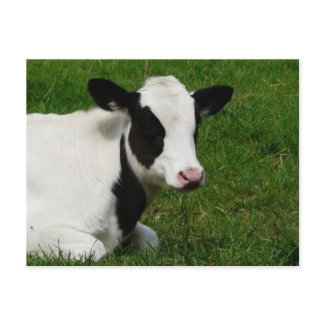 Holstein Cow on Grass Postcard postcard