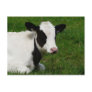 Holstein Cow on Grass Postcard