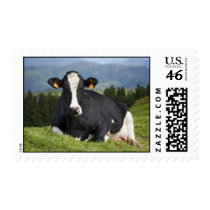 Holstein cow stamp