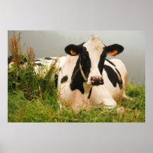 Holstein cow print