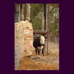holstein cow print nb