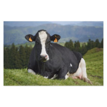Holstein cow customized stationery