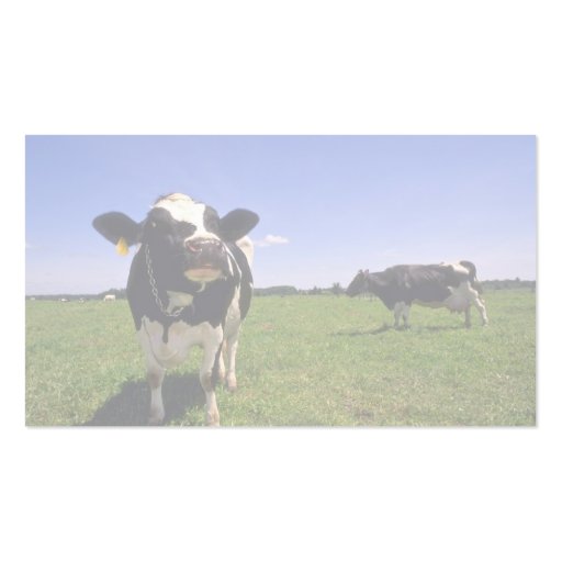 Holstein Dairy Cattle Business Card Template (back side)