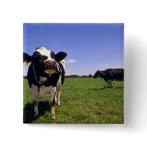 Holstein Dairy Cattle Pin
