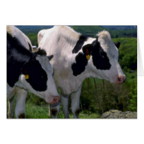 Holstein Dairy Cattle Card