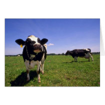 Holstein Dairy Cattle Greeting Card