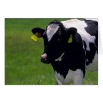 Holstein Dairy Cattle Greeting Card