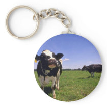 Holstein Dairy Cattle Key Chains