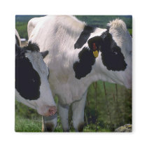 Holstein Dairy Cattle Fridge Magnets