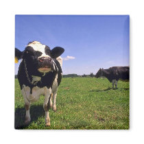 Holstein Dairy Cattle Magnet