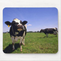 Holstein Dairy Cattle Mouse Pad